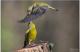 Kleine Vogel zum Besucherzentrum_fotos von Alessandro Laporta 